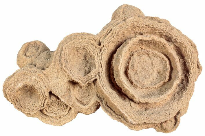 Flower-Like Sandstone Concretion - Pseudo Stromatolite #230316